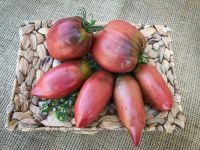 Wessels Purple Pride Eier- Fleischtomate resistent lila-braun-rot Bayern - Waigolshausen Vorschau