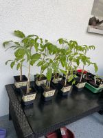 Tomaten Stecklinge / Saatgut Raritäten! Baden-Württemberg - Freiburg im Breisgau Vorschau