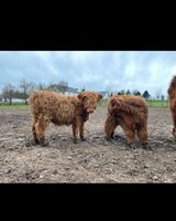 Highland cattle , Hochlandrinder, Kühe, Absetzer, KälberRinder Sachsen - Döbeln Vorschau