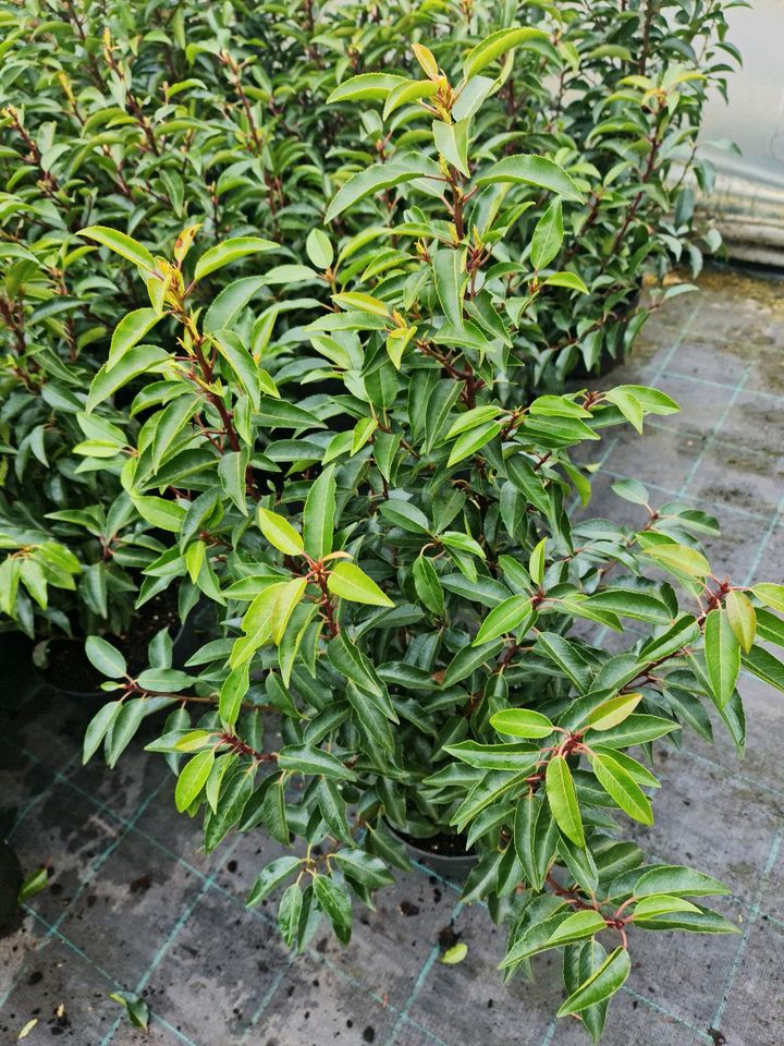 portugiesische Kirschlorbeer Angustifolia 80-100 cm heckenpfla in Edewecht