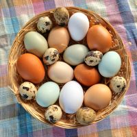 Hühner & Wachtel Eier Bayern - Hausen i. Niederbayern Vorschau