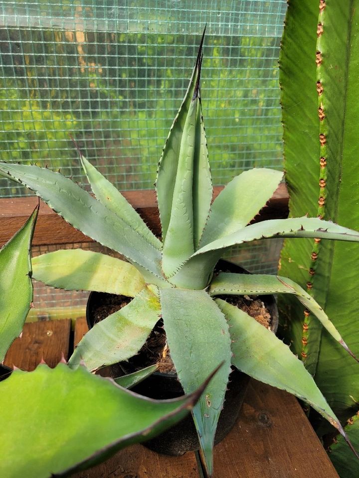 Agave Sukkulenten Wüstenpflanzen Garten Pflanzen in Recklinghausen