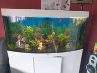 Aquarium Juwel Vision 260l Panorama LED Helialux spectrum Niedersachsen - Twist Vorschau