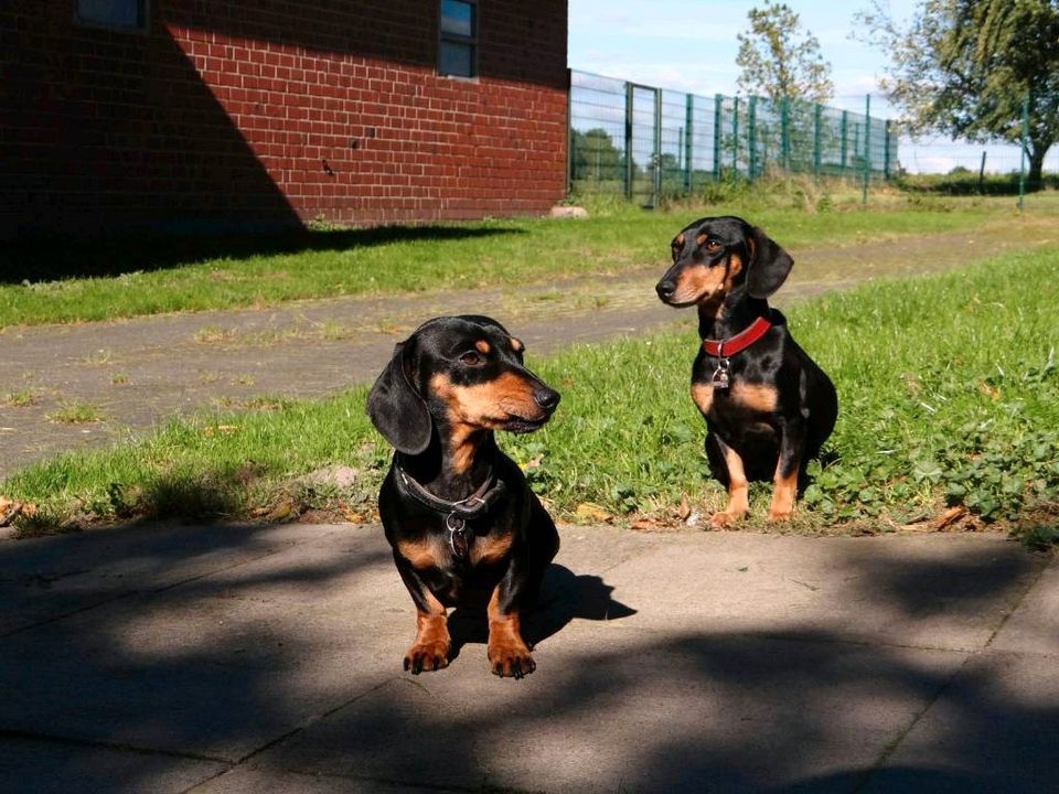 Hundepension im südl. Münsterland - seit 30Jahren in Dülmen in Dülmen