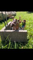 Schleich Horse Club 42104 Waschplatz Schleswig-Holstein - Rendsburg Vorschau