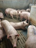 Schweinemaststall zur Pacht Nordrhein-Westfalen - Telgte Vorschau