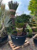 Sagopalme Palmfarn Cycas revoluta mehrstämmig Einzelexemplari Nordrhein-Westfalen - Nordkirchen Vorschau