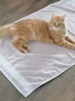 3 Katzen suchen ein neues Zuhause Feldmoching-Hasenbergl - Feldmoching Vorschau