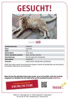 Kater LEO gesucht Nordrhein-Westfalen - Erkrath Vorschau