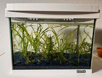 Aquarium mit Pflanzen ca. 20 Liter von Tetra Köln - Ehrenfeld Vorschau