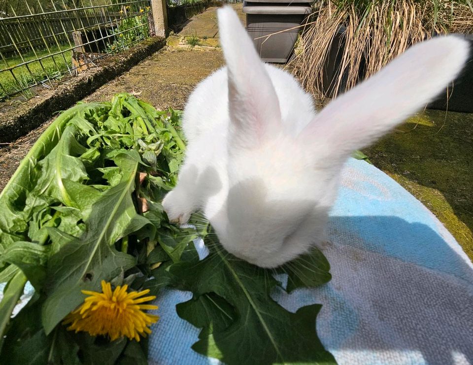 Weiße Wiener Kanichen Hasen in Twistetal
