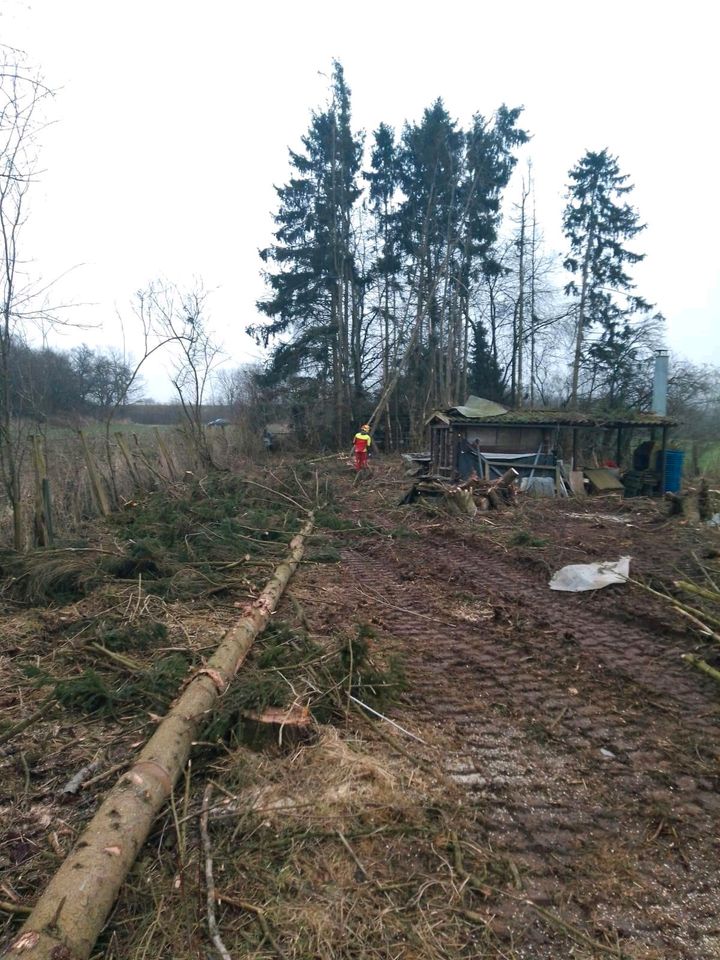 Bäume fällen Forstarbeiten Hecke schneiden Baumfällung Baumpflege in Bad Driburg