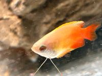 Colisa Honigfadenfisch chuna GOLD 3-4cm Honiggurami 3,50€ Baden-Württemberg - Rangendingen Vorschau