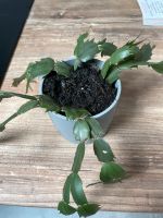Pflanze Kaktus Nordrhein-Westfalen - Swisttal Vorschau