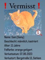 Vermisster Kater Sam Rheinland-Pfalz - Sehlem Vorschau