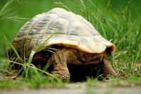 Landschildkröte vermisst, Schildkröte entlaufen Mecklenburg-Vorpommern - Vellahn Vorschau