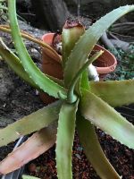 Aloe Vera Ableger Lindenthal - Köln Sülz Vorschau