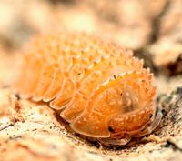 Cristarmadillidium muricatum Asseln Baden-Württemberg - Bötzingen Vorschau