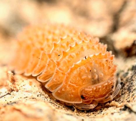 Cristarmadillidium muricatum Asseln in Bötzingen