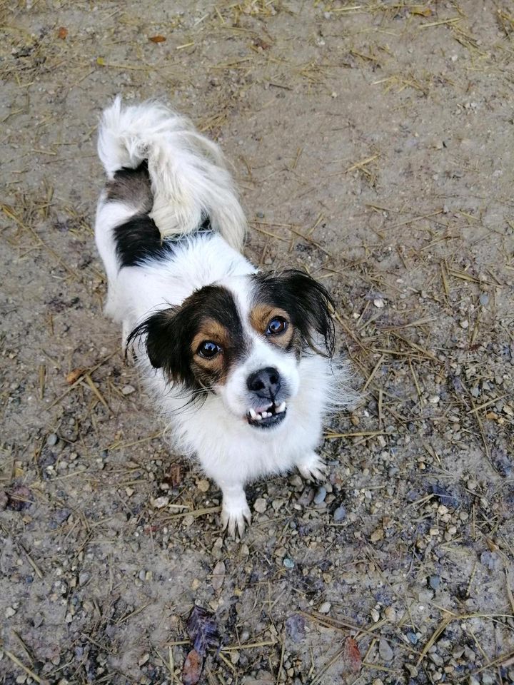 Der kleine Jack sucht sein Zuhause in Rennertshofen