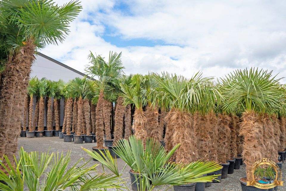 Trachycarpus Fortunei 130cm große Hanfpalme mit Pflanzenpass in Parkstein