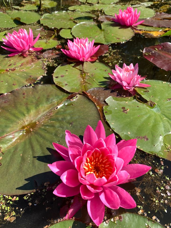 Seerosen, Teichrosen rot, rosa, weiß, gelb, groß. klein in Floß