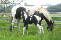 Paint Stute - Reinerbig tobiano und black Niedersachsen - Halvesbostel Vorschau