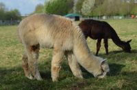 Alpaka Alpakas Stute Hengst Absetzer Hobby Zucht Niedersachsen - Emstek Vorschau