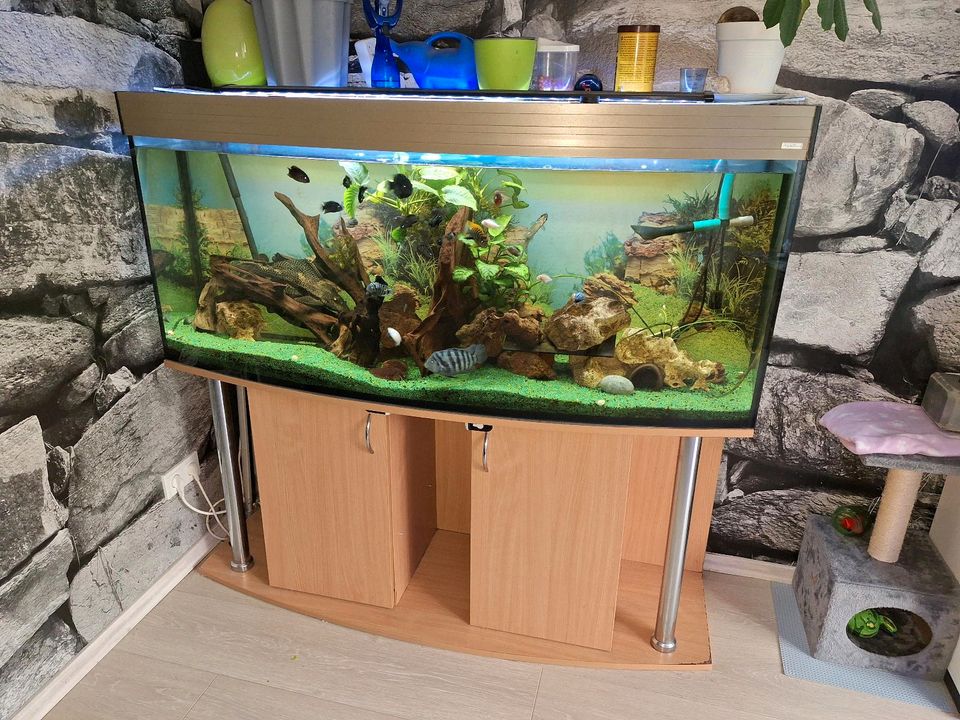 Aquarium 150 cm in Essen