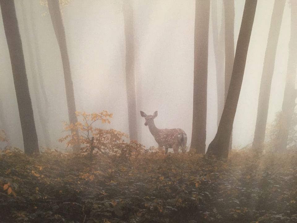 Leinwandbild Herbstwald mit Reh in Ottendorf-Okrilla