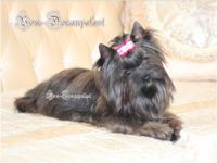 5 Jahre alte Brindle Yorkshire Terrier Rüde. Bayern - Karlshuld Vorschau