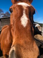 Pferd sucht Pflegebeteiligung Brandenburg - Löwenberger Land Vorschau