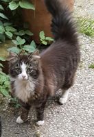 Katze Plüschi wird vermisst Niedersachsen - Surwold Vorschau