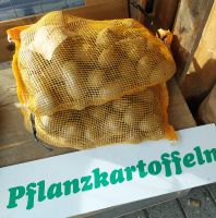 Pflanzkartoffeln, Pflanzschalotten, Steckziebeln, Bohnen Niedersachsen - Holtgast Vorschau