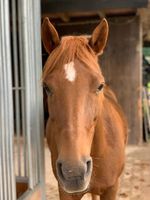 Reitbeteiligung auf Pony 1,42 Bayern - Günzburg Vorschau