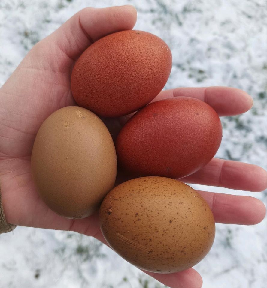 Bruteier Marans, Oliv F1 und F2 in Melle