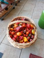 Tomatenpflanzen Bayern - Ruhstorf an der Rott Vorschau