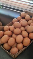 Eier von freilaufende Hühner Rheinland-Pfalz - Osthofen Vorschau
