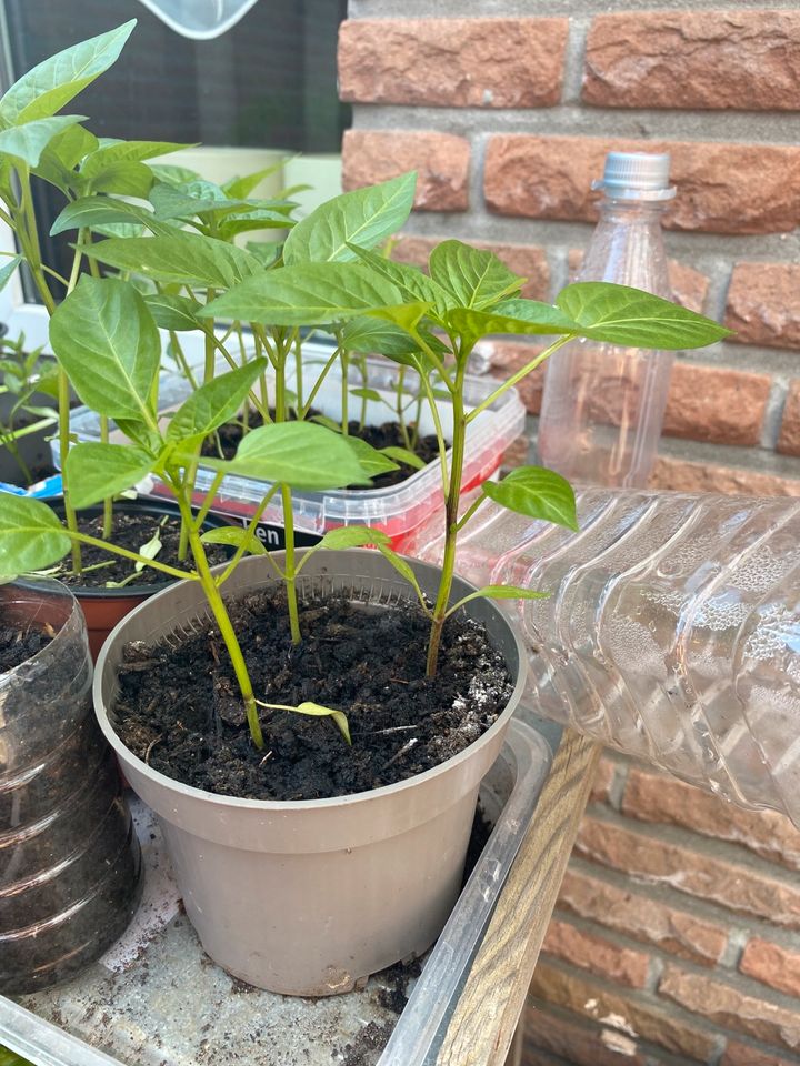 Tomatenpflanzen , Paprikapflanzen, Gemüsepflanzen in Geldern