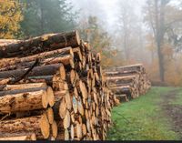 Polterholz Stammholz Brennholz LKW Fichte Baden-Württemberg - Heidelberg Vorschau