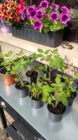 10 Tomatenpflanzen für 1 Euro pro Pflanze abzugeben - Sorte Roma Thüringen - Schloßvippach Vorschau