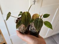 Philodendron Micans Babypflanze / Ableger Stuttgart - Bad Cannstatt Vorschau