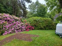 Rhododendron zu verschenken Niedersachsen - Osterholz-Scharmbeck Vorschau