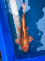 ---Japan Koi Yamabuki Aoki 48cm, Gartenteich Fische--- Niedersachsen - Twistringen Vorschau