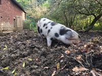 Herdbuch Jungsauen Bunte Bentheimer Schweine Nordrhein-Westfalen - Sonsbeck Vorschau