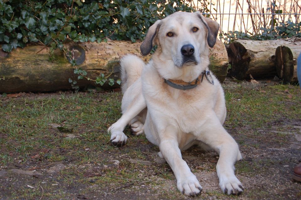 Zimtschnecke, Kangal-Mix, 4 J., weiblich, Tierhilfe Franken e.V. in Lauf a.d. Pegnitz