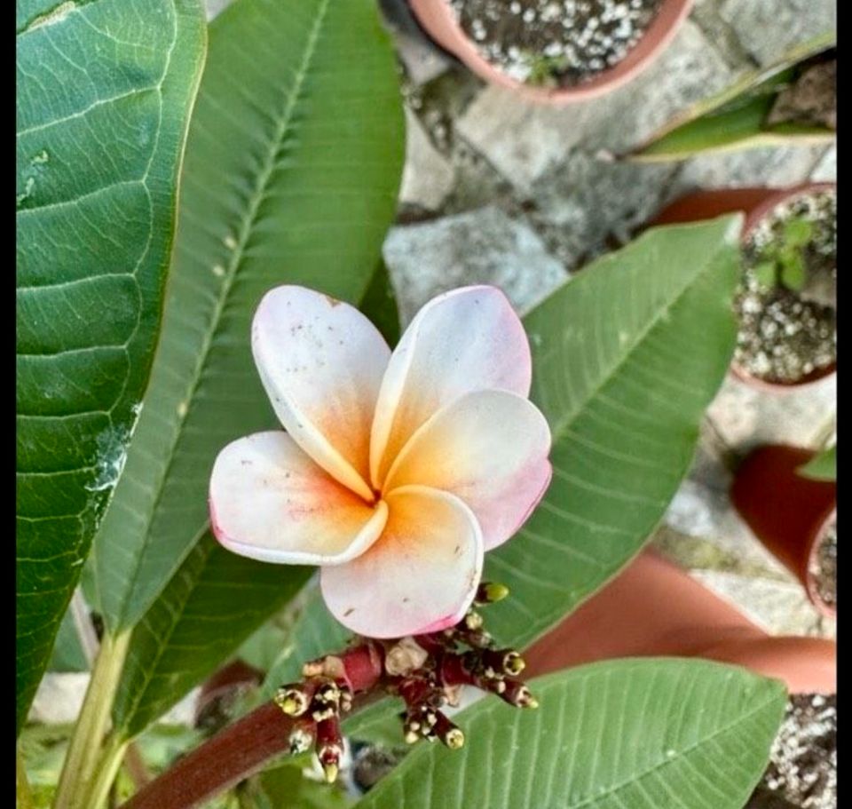 Plumeria Frangipani Jungpflanzen Tempelbaum Bali Hawaii Blüten in Berlin