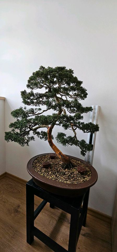 Chinesischer Wacholder Bonsai 40jahre  Juniperus chinensis in Sulzemoos