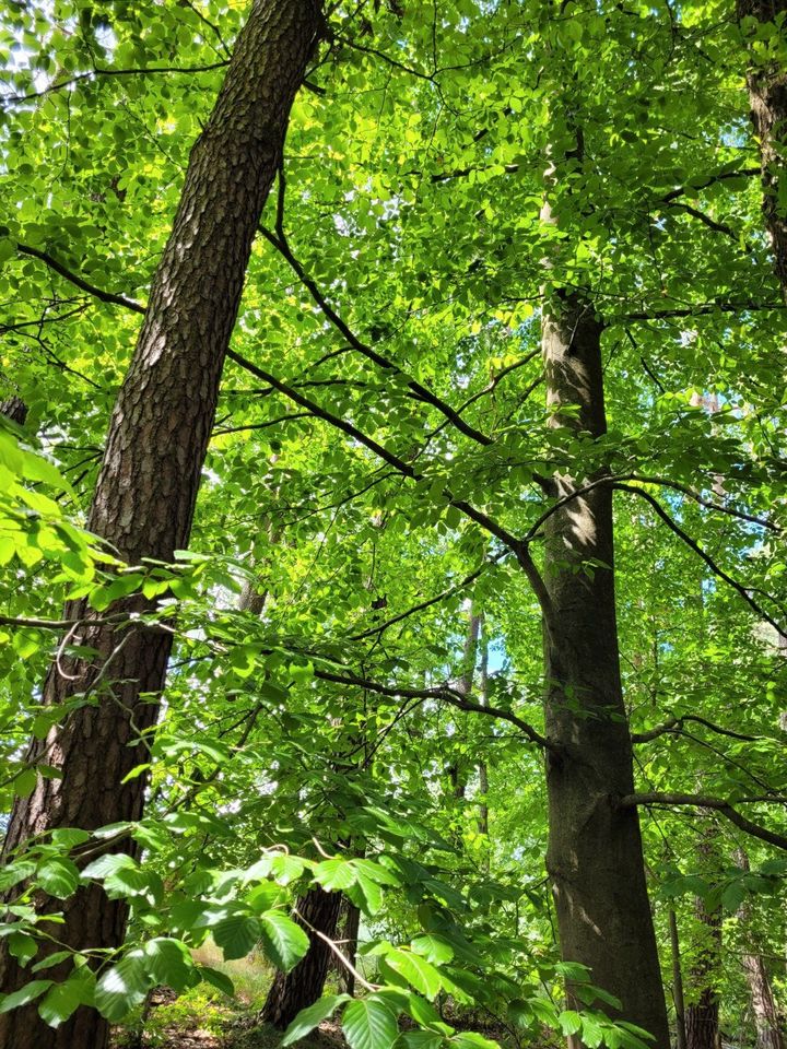 Waldgrundstück in Heroldsberg