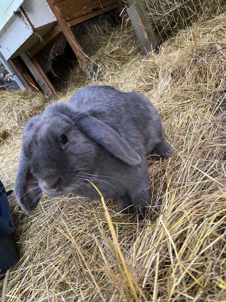 zwei Kaninchen in Bad Hönningen